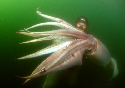 Diver holding a living 7-ft Humboldt Squid