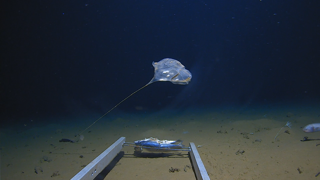 | DeepSea New species of stalked sea-squirt