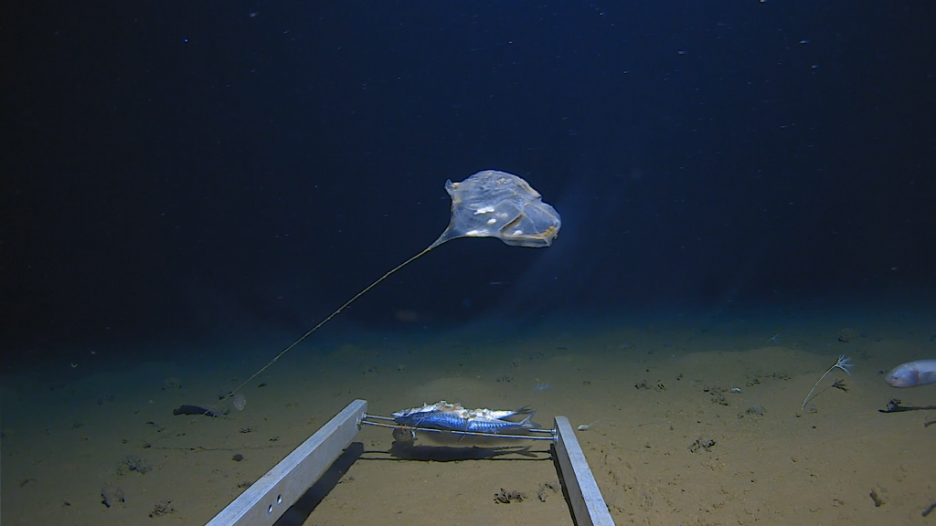 New species of stalked sea-squirt