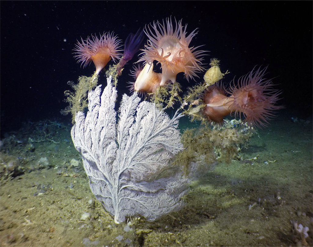 Primnoid sea fan