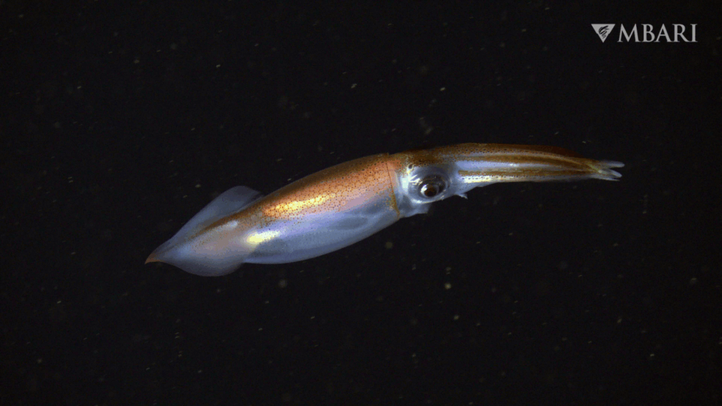 Squid captured in 4K subsea imaging by MBARI underwater camera system